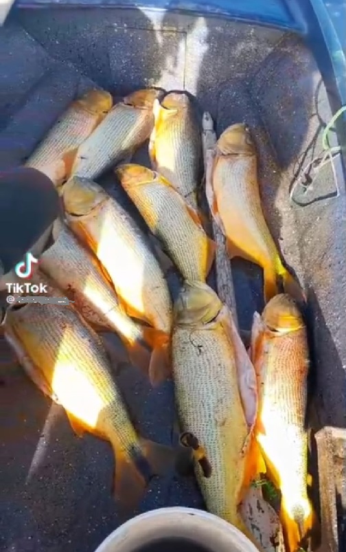 Depredacion de Dorados